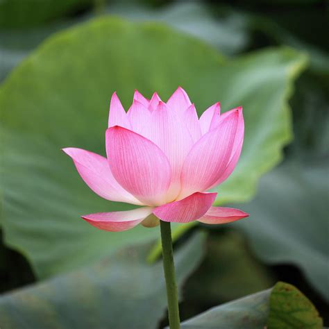 lotus flower pic|lotus real picture.